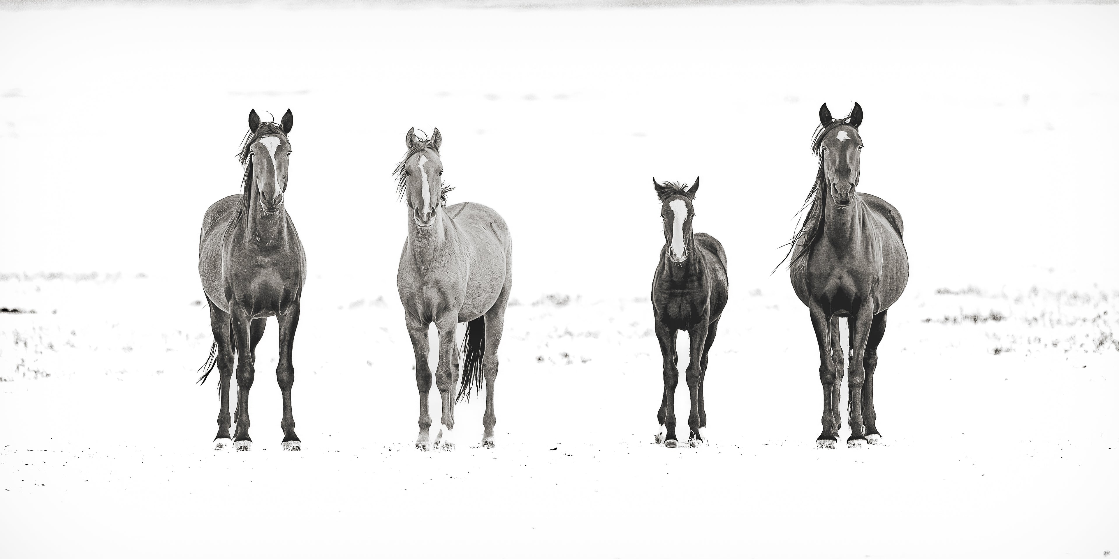 Wild Mustang in Soft Light – Fine Art Photography Print – Minimalist Western Wall Art – Neutral Rustic Decor | Richard Horst