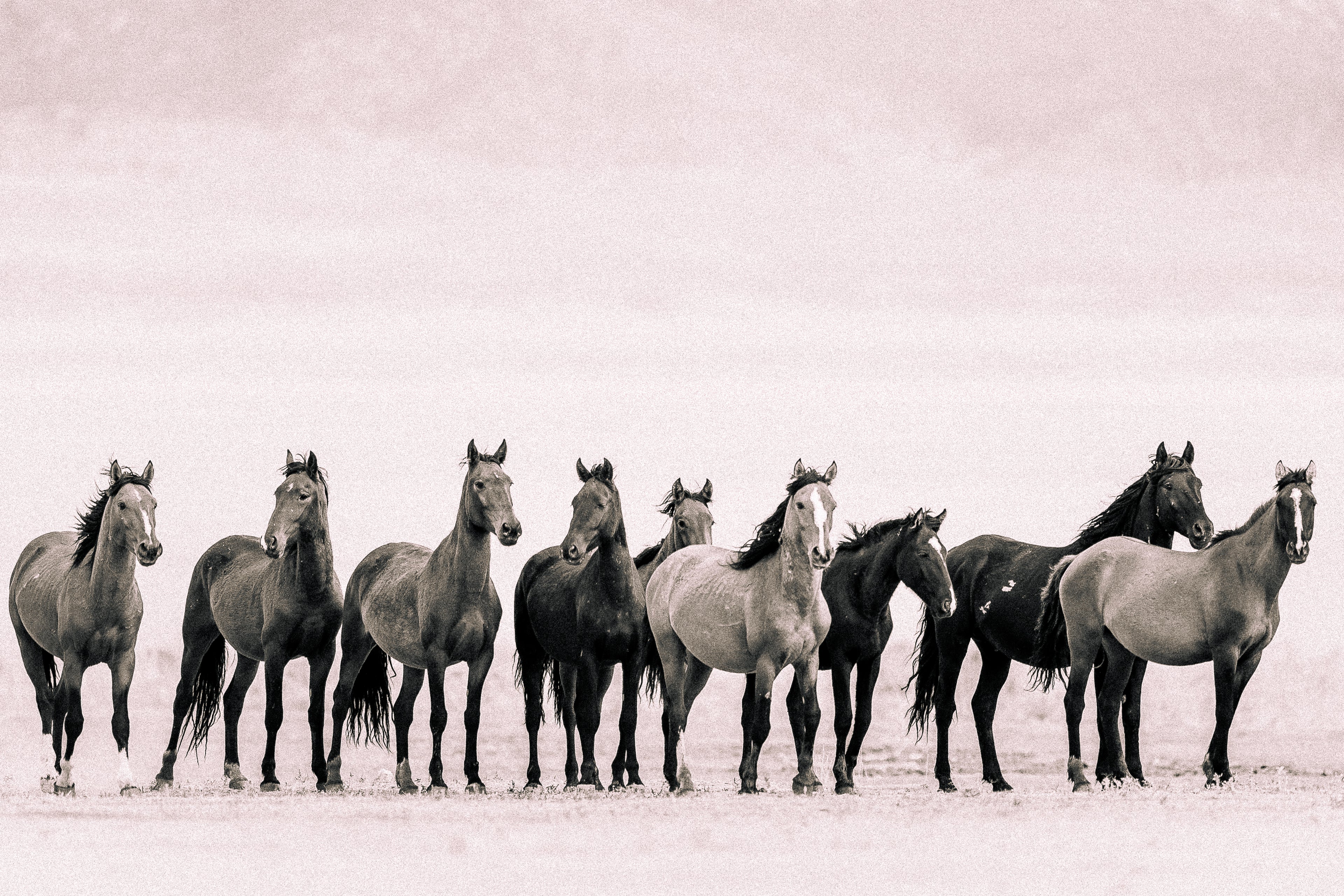 Wild Mustangs in Sepia – Fine Art Photography Print – Western Desert Wall Art – Modern Neutral Wall Art | Richard Horst