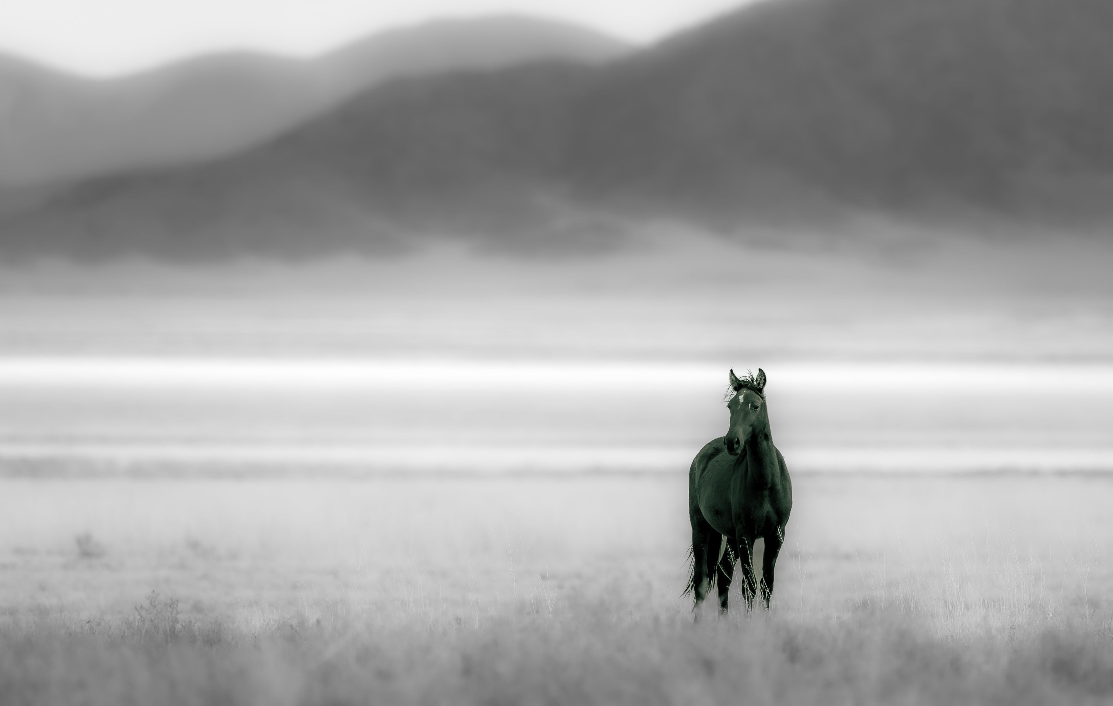 Ebony Wild Mustang – Fine Art Photography Print | Canvas | Modern Neutral Wall Art | Richard Horst