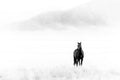 Lone Mustang in the Mist – Fine Art Print