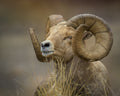 Bighorn Sheep Portrait – Fine Art Wildlife Photography Print | Modern Neutral Wall Art | Richard Horst