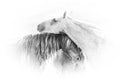 Wild Mustang in Black and White – Fine Art Photography Print – Western Wall Art – Modern Neutral Wall Art | Richard Horst